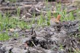 20130926_Rosse Waaierstaart_Petten_3